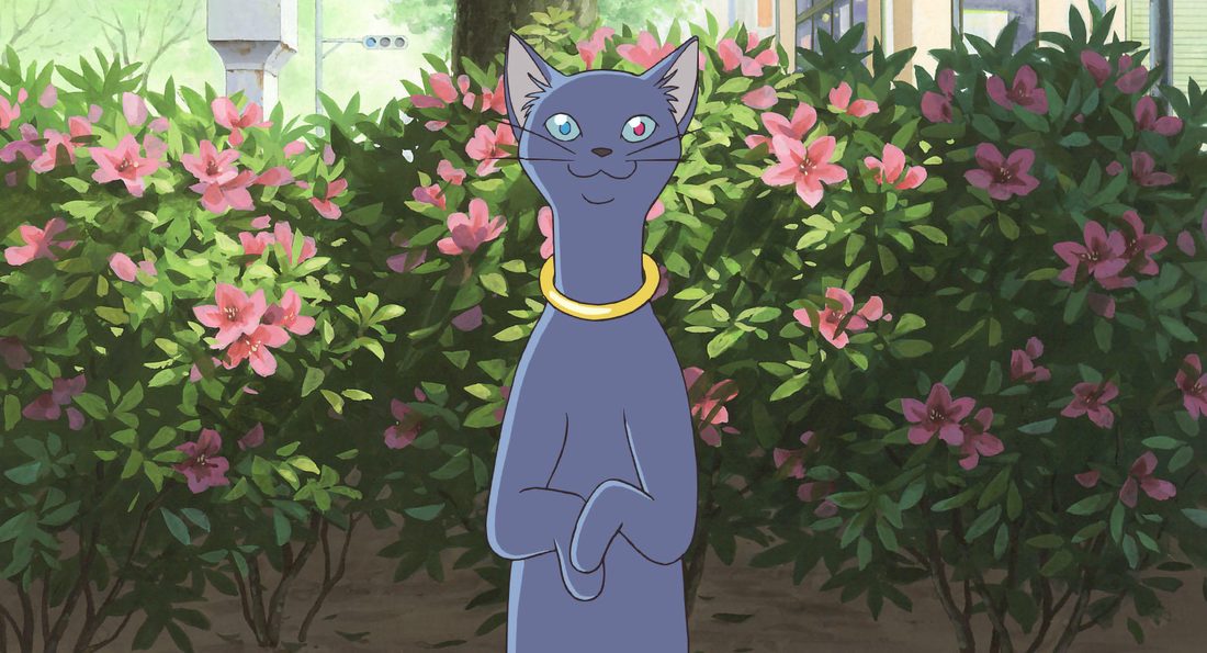 Lune, gato gris azulado con collar dorado, erguido entre las azaleas